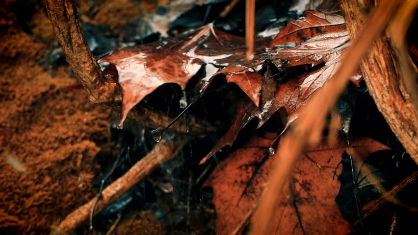 
Drop of water falling on leaves - Powered by Shutterstock - Get 15% off with code: PIKWIZARD15