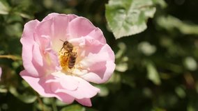 Slow motion Rosa plant and the bee shallow DOF 1920X1080 HD footage - Pink and white color climber Rose woody perennial flower slow-mo 1080p FullHD video