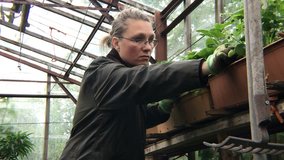 4K clip of a middle aged woman looking after the plants in the greenhouse.