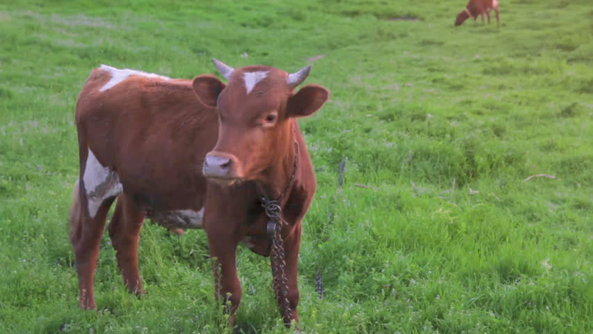 Cows grazing in a sunny lovey day. Beautiful sunrise in the country side
