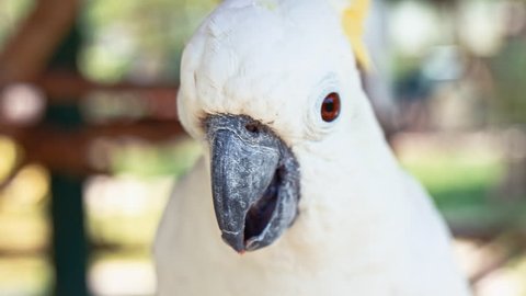 Sulphur-crested cockatoo macro slow motion portrait