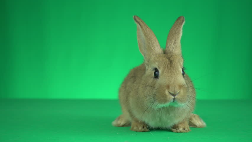 rabbit green