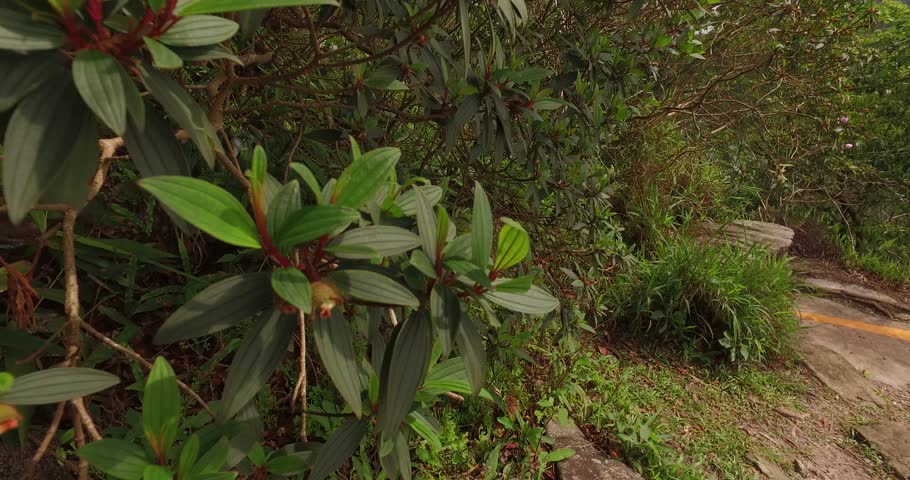Big tree in the forest and rain clouds, View point at Pha Diao Dai Nature Trail, Khao Yai National Park in Thailand.