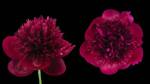 Time-lapse of opening red peony (Paeonia) flower 7x5 in RGB + ALPHA matte format isolated on black background, shot with 2 synchronized cameras positioned in front and top
