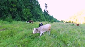 Several cows feeding on pasture on spring or summer day. Real time full hd video footage.