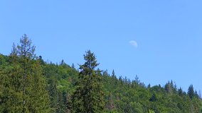 Beautiful nature landscape in daytime. Tops of fresh green pine trees and full moon in bright blue sky in daylight. Real time full hd video footage.