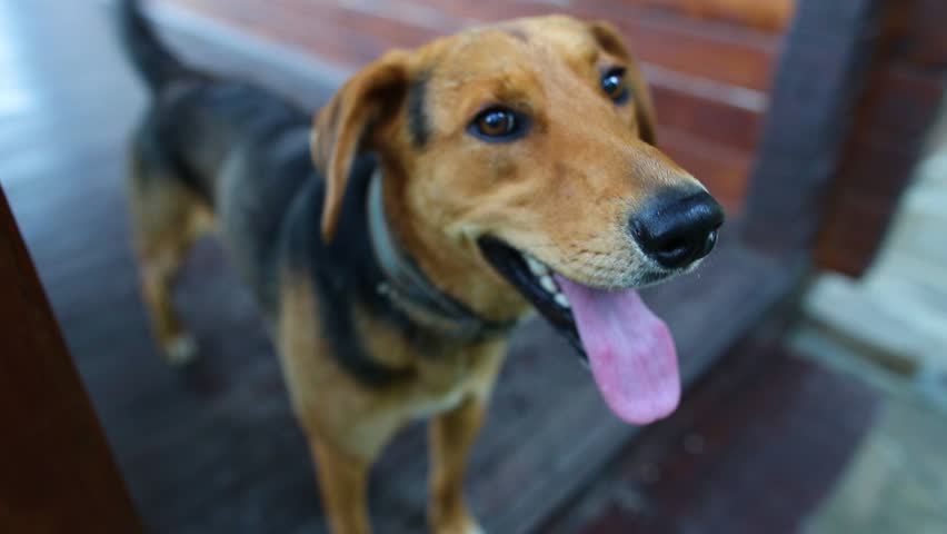 Closeup portrait of brown and black color beautiful big young underbreed dog with cute face at wood floor of country house background. Real time full hd video footage.