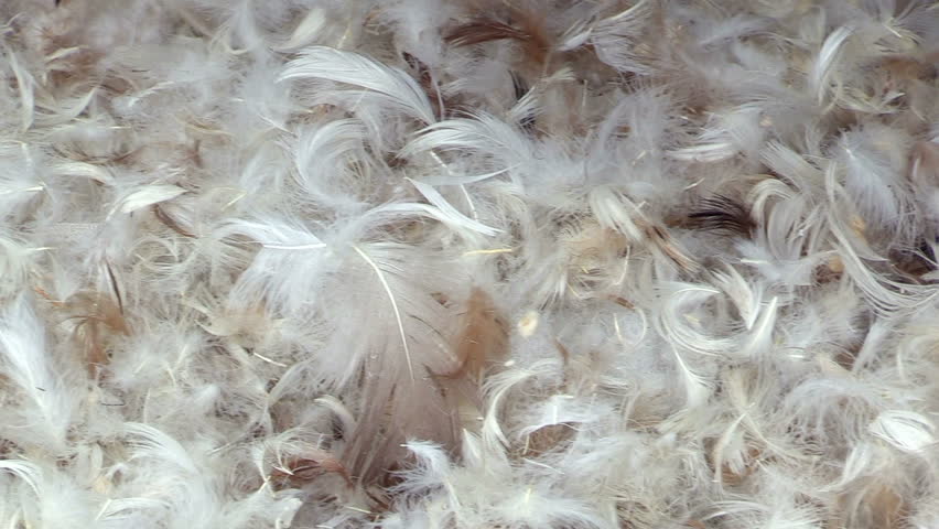 chicken feather pillow