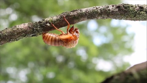 Fast forward 17-year periodical cicada emergence