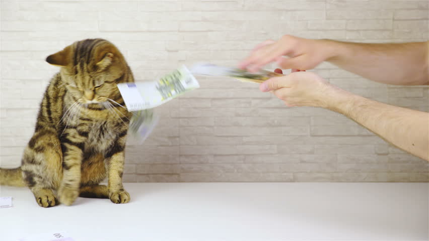 Video Stok Throwing Money In To Cute 100 Tanpa Royalti 27003052 Shutterstock