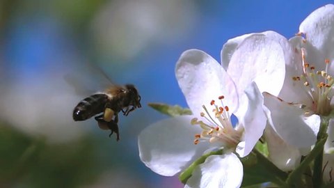 Bee flying super slow motion