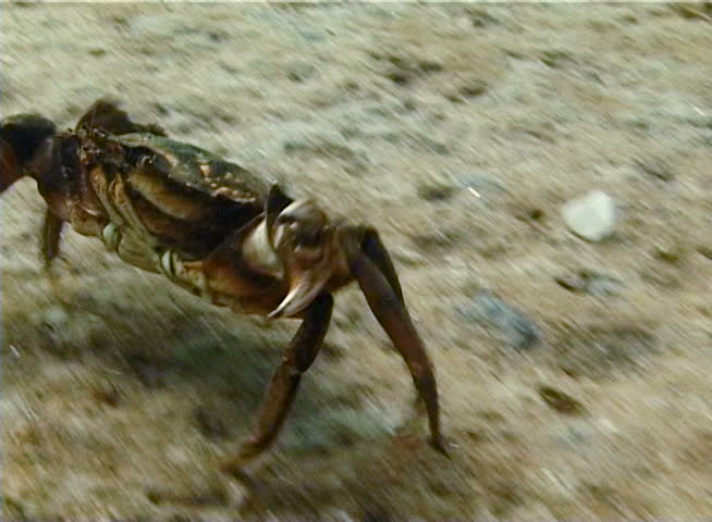Big Green crab (Carcinus maenas) runs fast over the sand. Invasive species