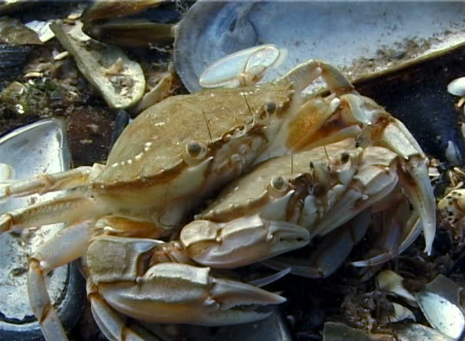 Liocarcinus holsatus, sometimes known by the common name flying crab. , Ukraine