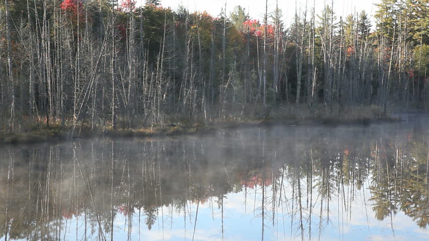 Dead trees before forest and the mist on the lake in Algonquin Park Canada