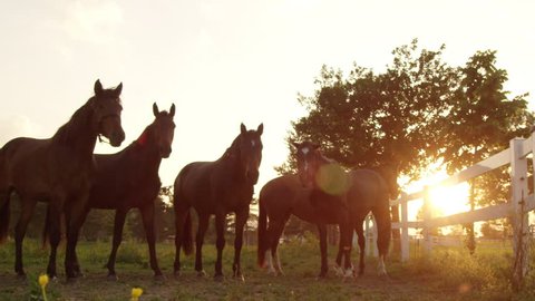 SLOW MOTION, CLOSE UP: Beautiful brown horses standing in the row shaking their head at stunning golden light sunset. Group of stallions, geldings, mares, foals and colts on the farm ranch at sunrise