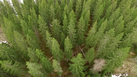 Green spruce forest by a frozen lake in Finland. Slowly tilted aerial look-up shot.