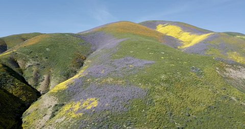 Aerial footage of wildflower super bloom in the California mountains.