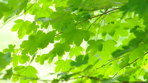 Bright Green Leaves 