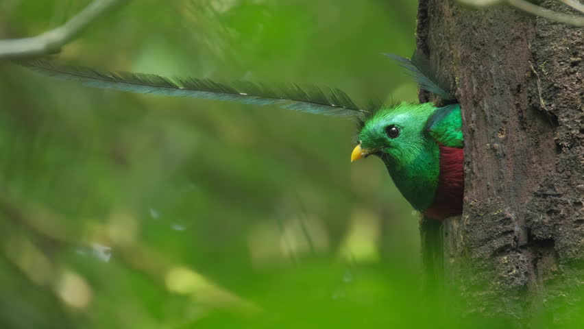 Quetzal Volando Stock Video Footage 4k And Hd Video Clips