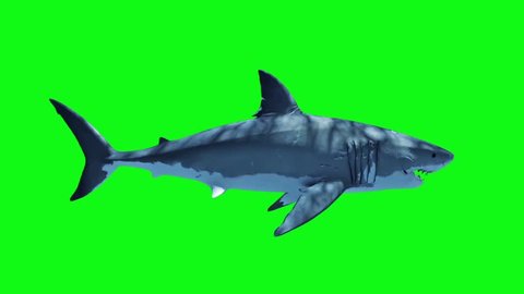 White Shark Attack Loop Side Green Screen 3D Rendering Animation