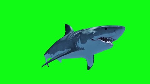 White Shark Swim Fast Loop Green Screen 3D Rendering Animation