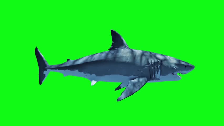 White Shark Swim Fast Loop Side Green Screen 3D Rendering Animation Royalty-Free Stock Footage #27019324