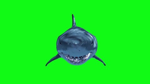 White Shark Swim Fast Loop Front Green Screen 3D Rendering Animation