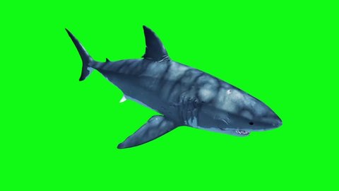 White Shark Attack Loop Green Screen 3D Rendering Animation