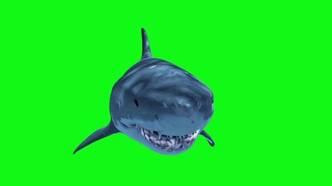 White Shark Attack Loop Front Green Screen 3D Rendering Animation