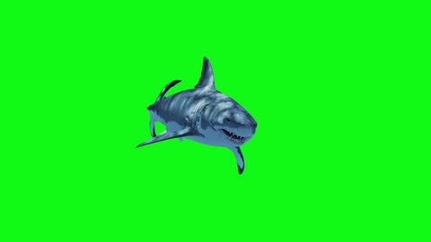 White Shark Swim Fast Green Screen 3D Rendering Animation