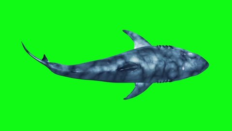 White Shark Swim Fast Loop Top Green Screen 3D Rendering Animation