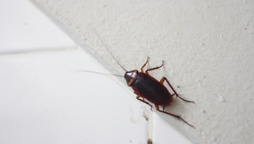 Cockroach In Dirty Bathroom Stock Footage Video 100 Royalty Free 27022138 Shutterstock