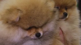 Couple of adorable Pomeranian dogs looking around curiously at canine show - Powered by Shutterstock - Get 15% off with code: PIKWIZARD15