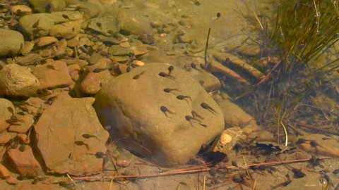 Tadpoles are swimming in shallow pond. Early stage frog tadpoles of development into amphibians are swim around a pond. Tadpoles in the pond moving in clear water. group  tadpoles in river side pool. 