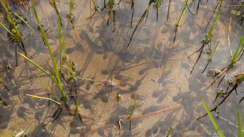 Tadpoles are swimming in shallow pond. Early stage frog tadpoles of development into amphibians are swim around a pond. Tadpoles in the pond moving in clear water. group  tadpoles in river side pool. 