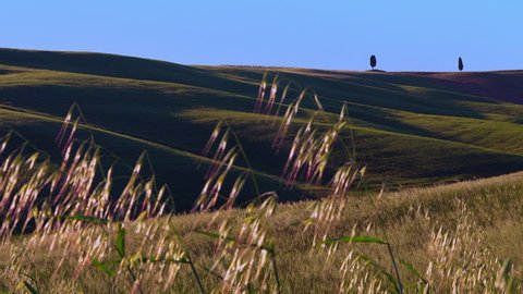 Wide shot of rural field of wheat blowing in wind - Val d'Orcia, Tuscany, Italy