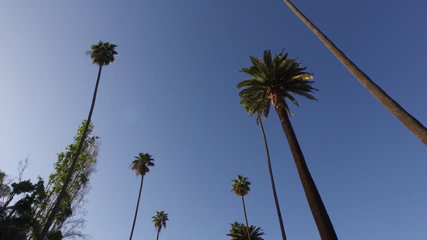 Typical Beverly Hills street view with Palm Trees