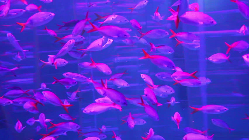 school of red fish in aquarium