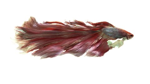 Half-moon fighting fish in pink. Siamese Fighting Fish. Conservation of the fighting fish species.