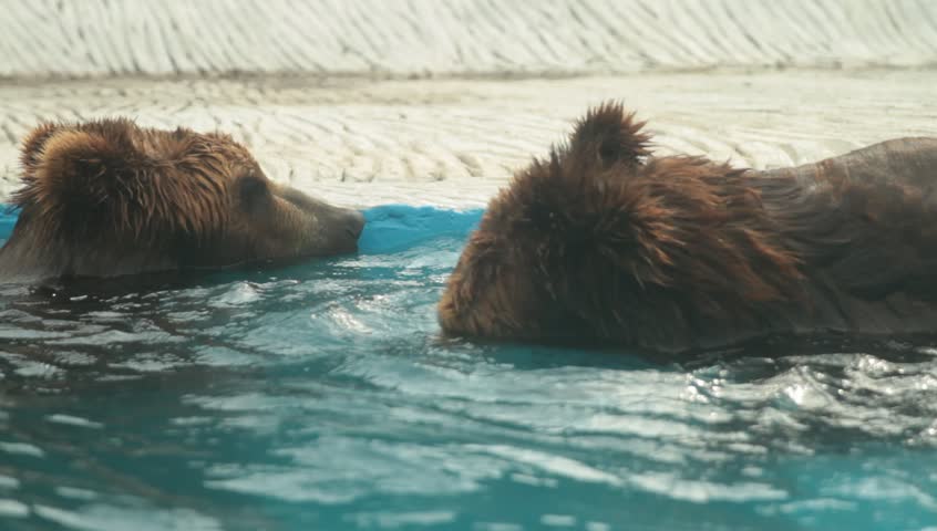 Bears are swimming in the interior of the zoo.