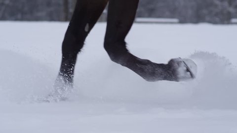 SLOW MOTION CLOSE UP DOF Detail of strong black horse legs running through soft snow blanket in the wilderness on white winter day. Horse hooves trotting in fresh snow on cold day in winter wonderland