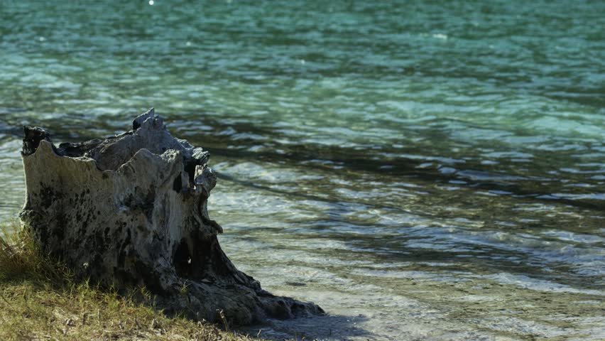 Tree stump on the beach