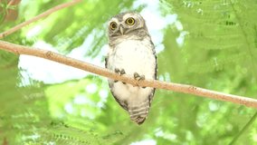 The spotted owlet is a small owl which breeds in tropical Asia from mainland India to Southeast Asia