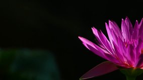 Purple Lotus Flower (India National Flower, Vietnam National Flower) 1080p HD Video Footage Clip Still Life Style, Champasak, Laos, 20 May 2017