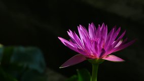 Purple Lotus Flower (India National Flower, Vietnam National Flower) 1080p HD Video Footage Clip Still Life Style, Champasak, Laos, 20 May 2017