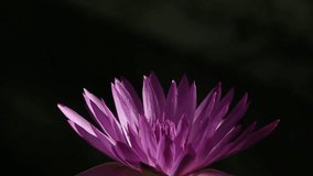 purple lotus flower ( India national flower, Vietnam national flower ) 1080p HD footage, Champasak, Laos, 20 May 2017