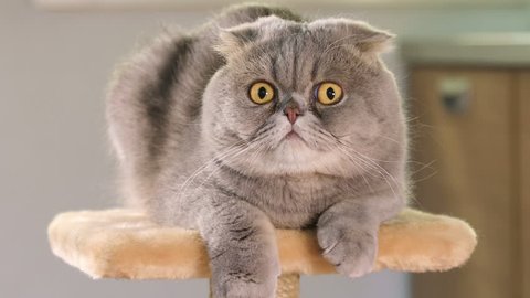 Animal portrait of Scottish Fold cat with a wide range of emotions
