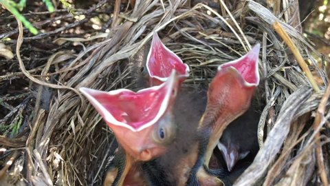 Baby birds in nest with beginning of clip somewhat subtle; then one bird starts to open it's mouth to sky and then two others join in thereafter. 