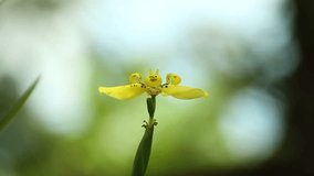 Yellow iris flower ( yellow flower looks like animal, monster face, dancing and flying bird, Asia flower ) 1080p HD video, footage, Paksong, Champasak, Laos, 20 May 2017