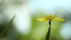 Yellow iris flower ( yellow flower looks like animal, monster face, dancing and flying bird, Asia flower ) 1080p HD video, footage, Paksong, Champasak, Laos, 20 May 2017